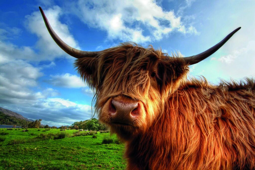 Schottland-Highland-Cow