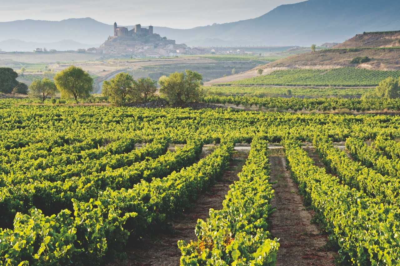La Rioja Weinreben Spanien