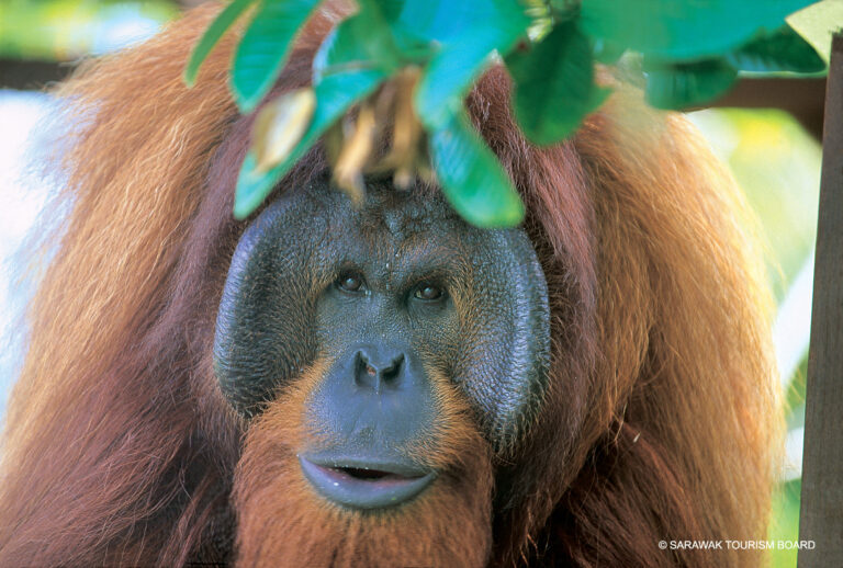 Malaysia – Borneo: Matang Wildlife Center