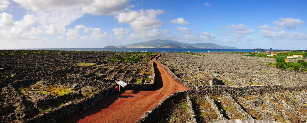 Pico Landscape of Vineyard Culture