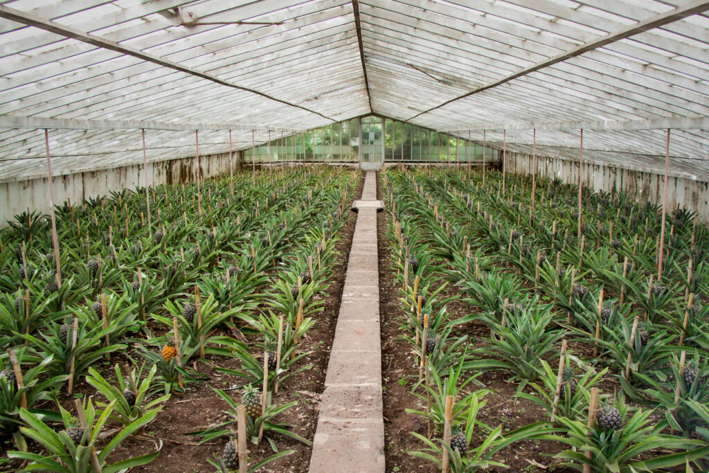 Azoren, Ananasplantage 