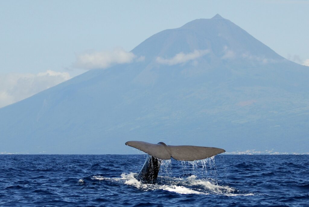 Azoren Whale Watching 