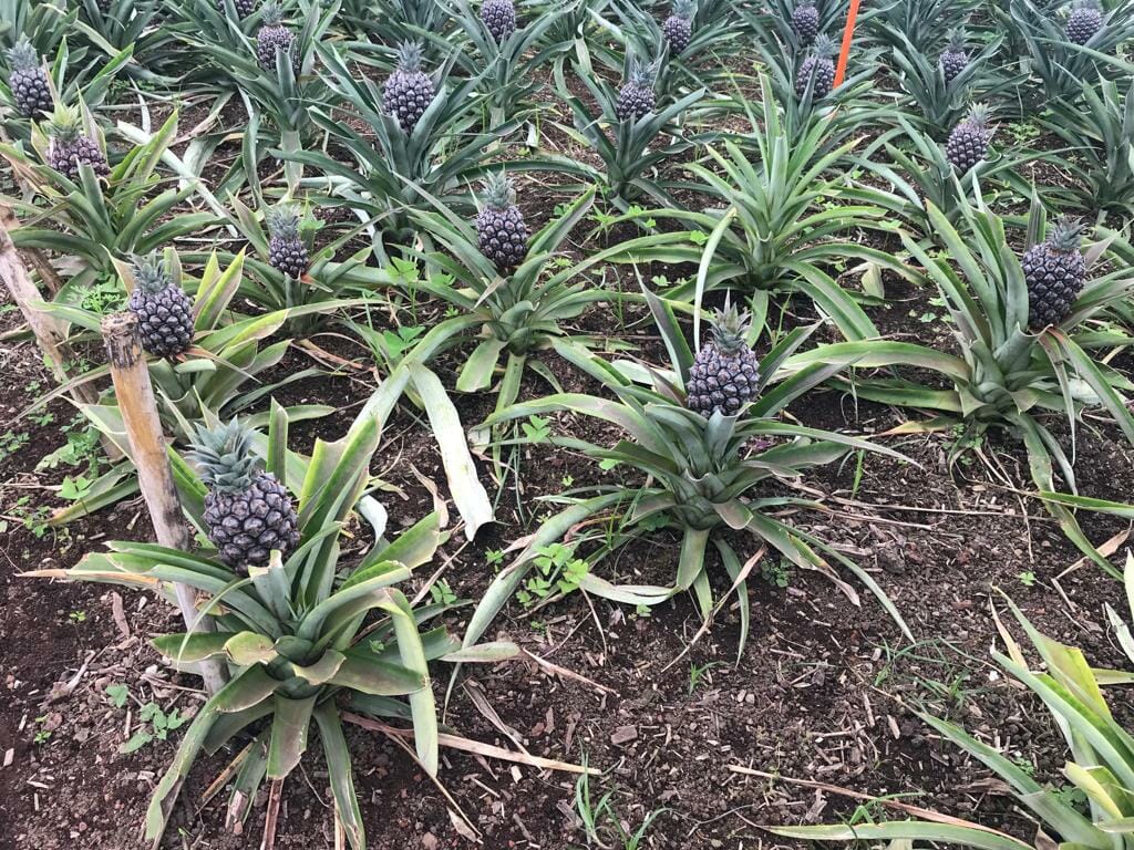 azoren ananasplantage 
