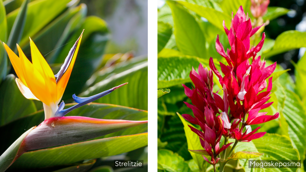 Madeira Blumen