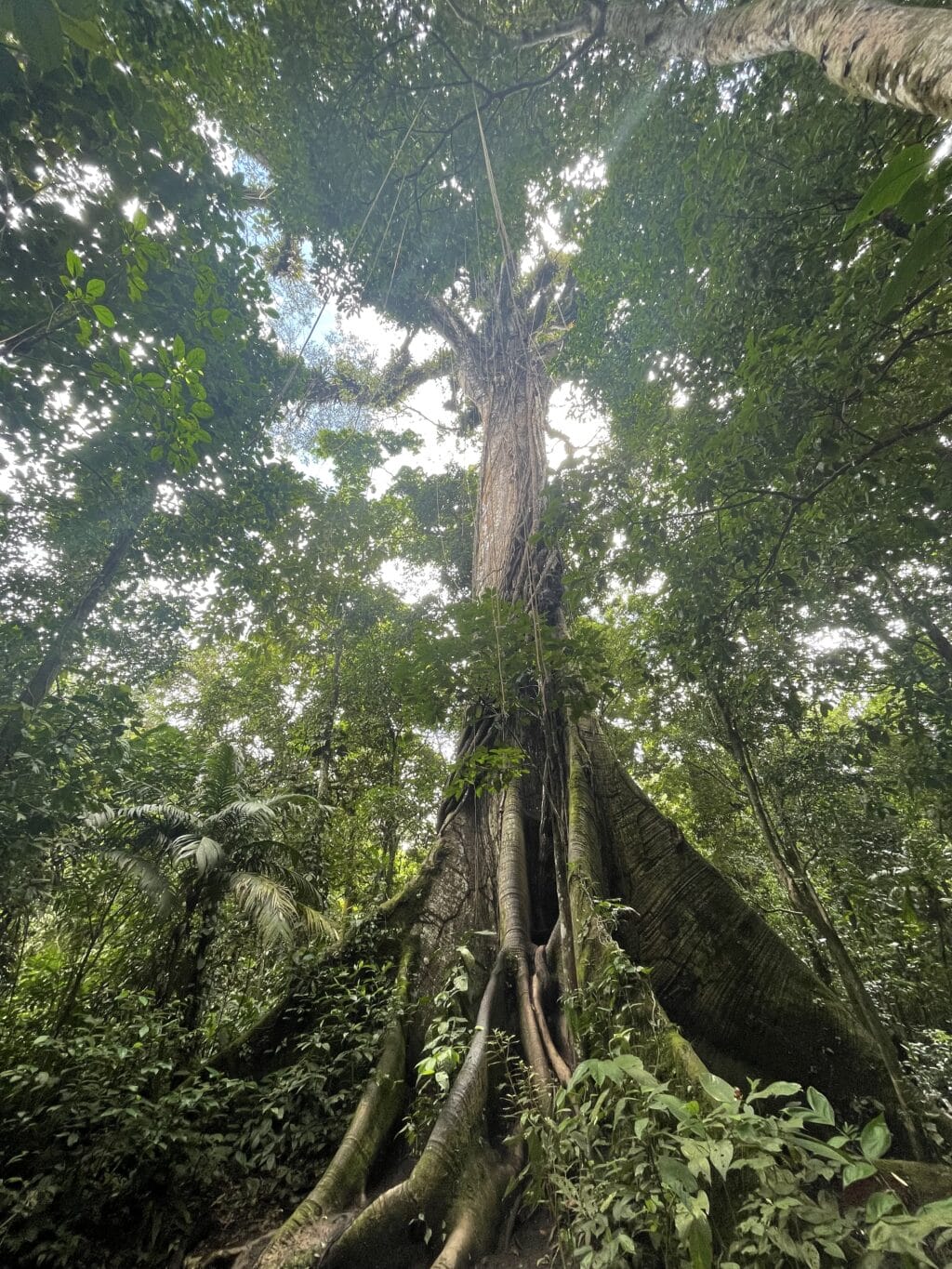 Vulkan Arenal, bei La Fortuna