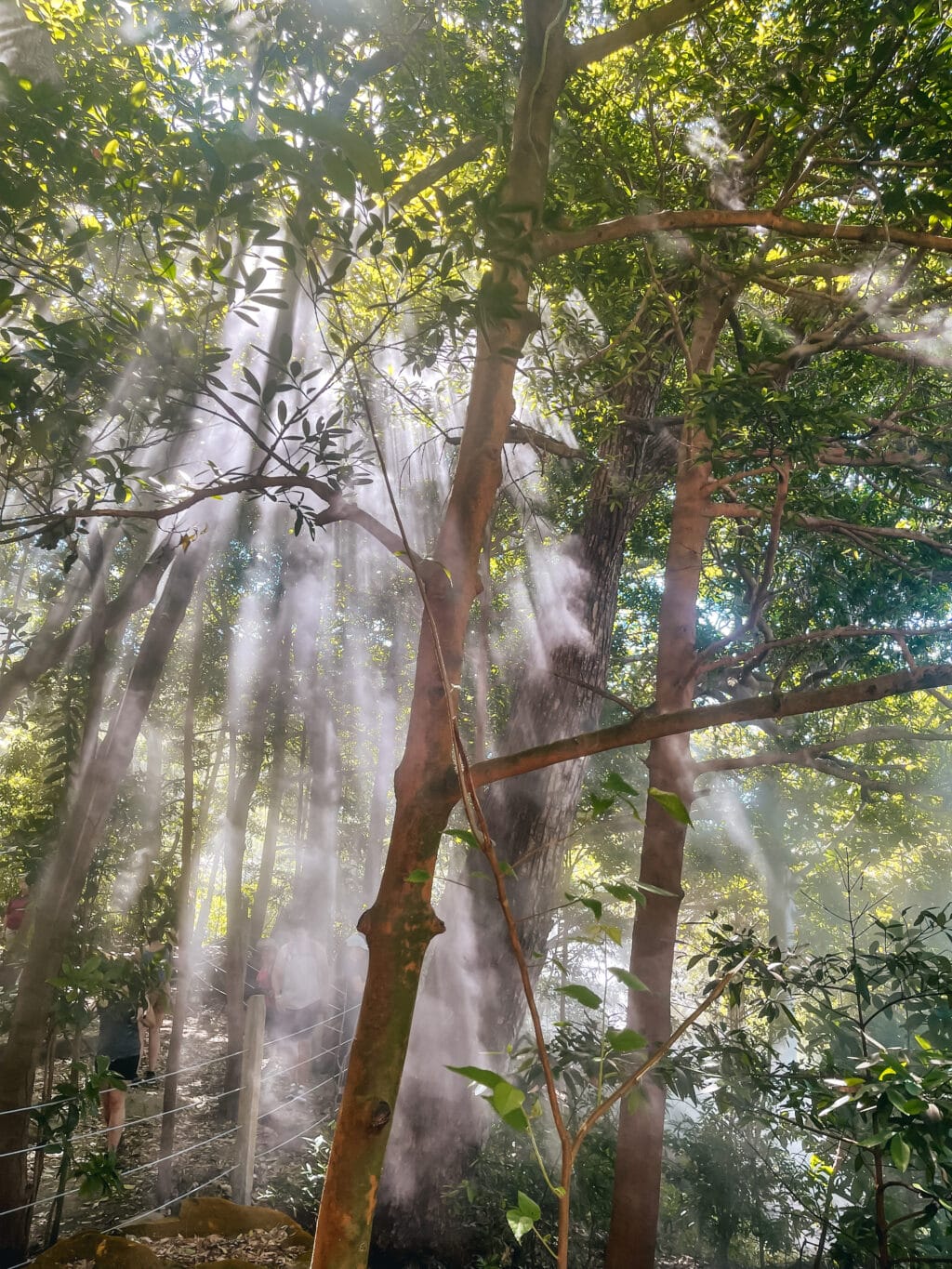 Rincon de la Vieja Nationalpark, Lichtspiel mit dem Nebel