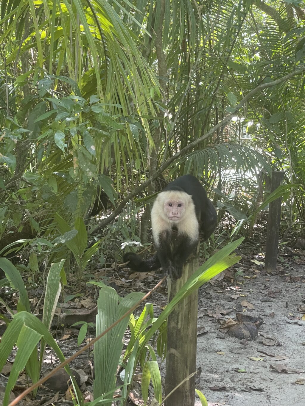 Manuel Antonio Nationalpark