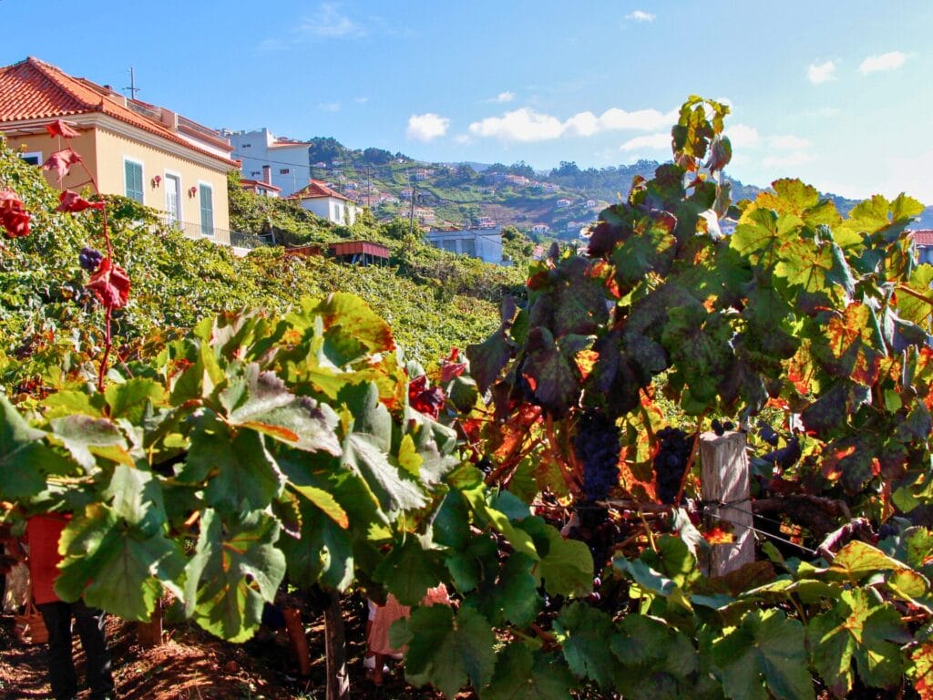 Blick auf die grünen Blätter eines Rebberges.